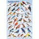 Backyard Birds Educational Classroom Poster