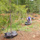 Ooze Tube® Tree Watering System