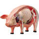 4D Vision™ Pig Anatomy Model