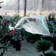 Clear Plastic Pollination Bags